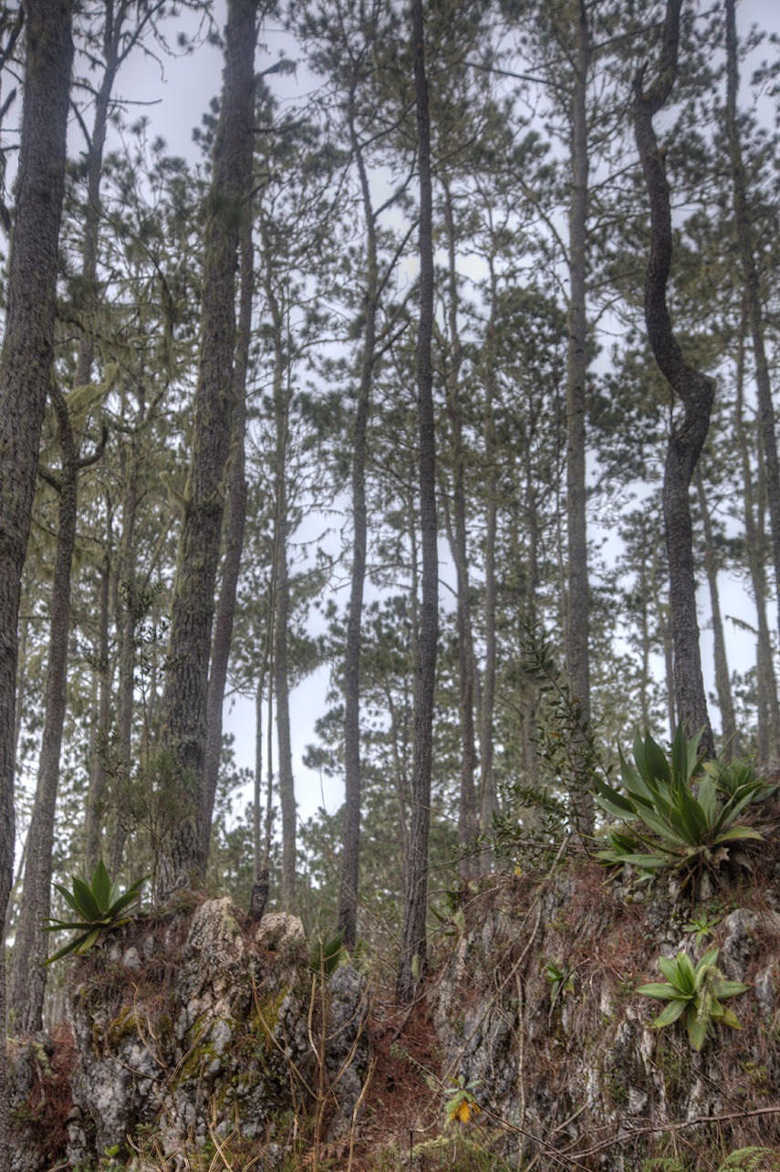 Fotografía de archivo de un parque nacional dominicano. Crédito: Jorge Brocca (Cortesía)