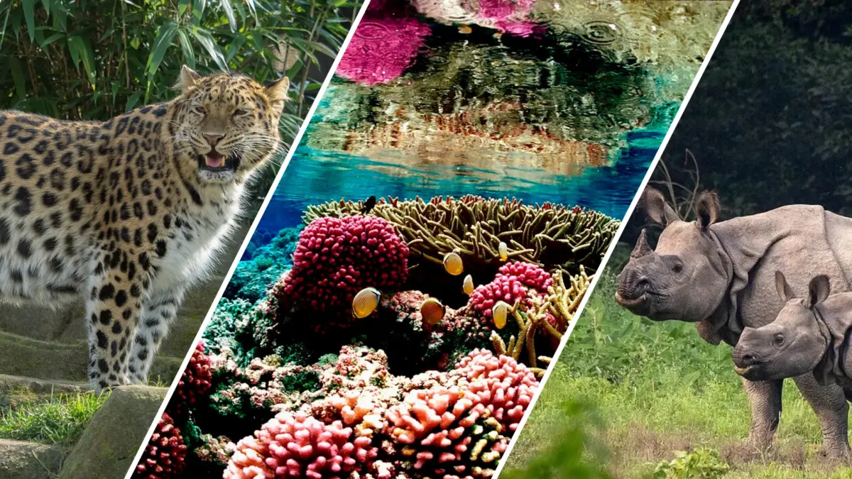 Un leopardo de Amur ( CC BY 2.0 ), un arrecife de coral ( CC BY 2.0 ) y dos rinocerontes indios ( CC BY-SA 4.0 ). Imágenes de Wikimedia Commons.